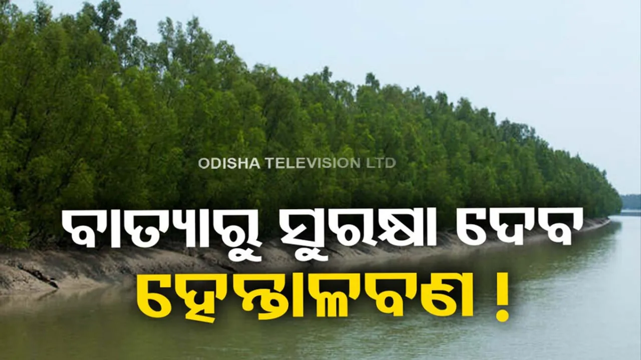 Hental trees, palm trees to be used for prevention of cyclones and lightning