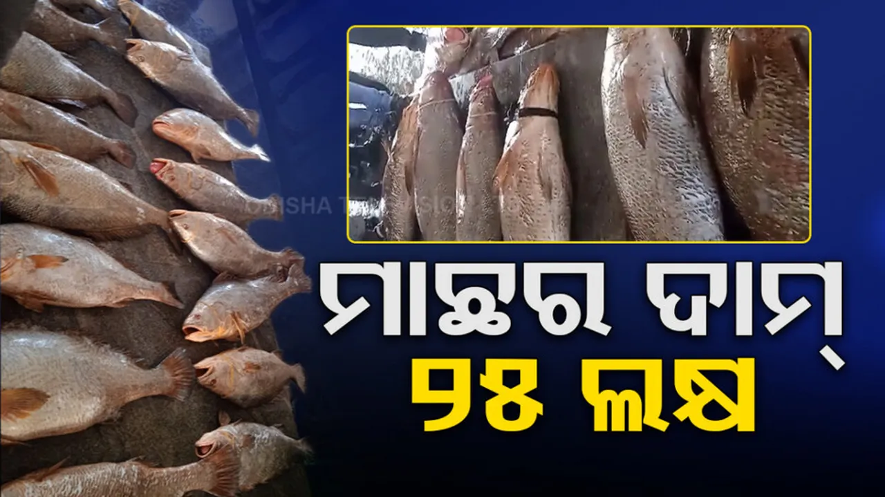17 Telia fish weighing 3 quintals fetches Rs 25 lakh in auction in Paradip
