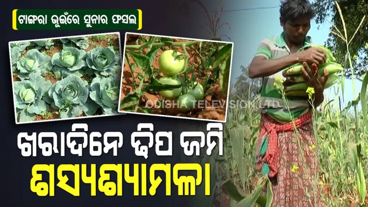 ସମୁଦ୍ର ପତନଠୁ ୪ ହଜାର ଫୁଟ ଉଚ୍ଚରେ ହେଉଛି ପନିପରିବା ଚାଷ, ଦେଖନ୍ତୁ