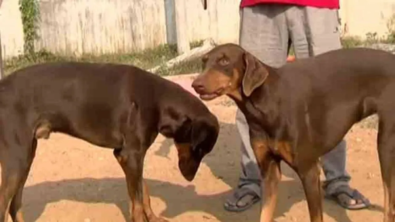 ମାଲିକ ପାଇଁ ଜୀବନ ଦେଇପାରନ୍ତି ସେରା ଓ ସାରା; ଘରେ ପଶୁଥିବା ବିଷଧରକୁ ମାରିଦେଲେ