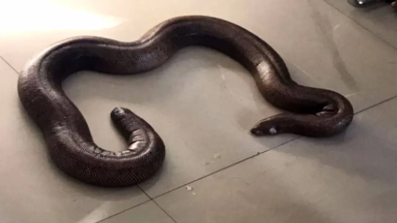 ଦେଢ଼ କୋଟି ଟଙ୍କା ମୂଲ୍ୟର ବିରଳ ସାପ ଉଦ୍ଧାର