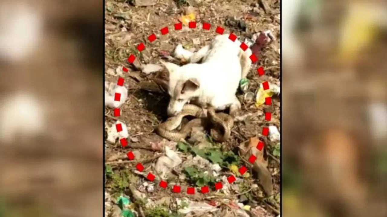 ବିଷଧର ନାଗକୁ ଦୋକାନରେ ପଶିବାକୁ ଦେଲାନୀ ରାଣୀ