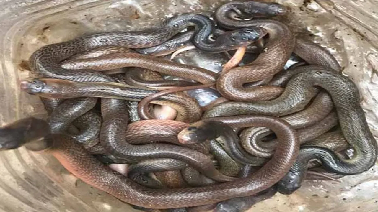 ଉଦ୍ଧାର ହେଲା ପୁଳା ପୁଳା ନାଗ ସାପ