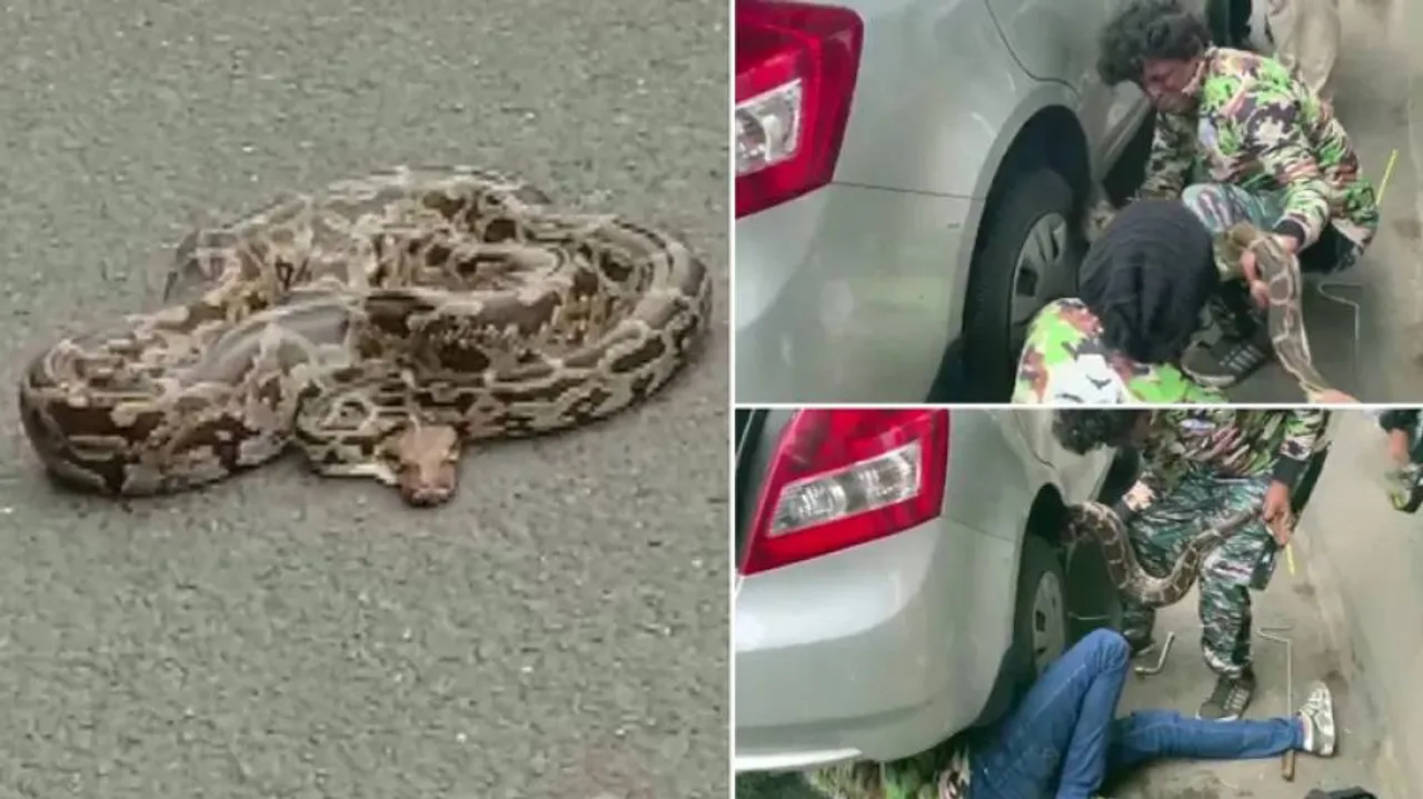 କାର୍ ଚକାରୁ ମିଳିଲା ବିରାଟକାୟ ଅଜଗର