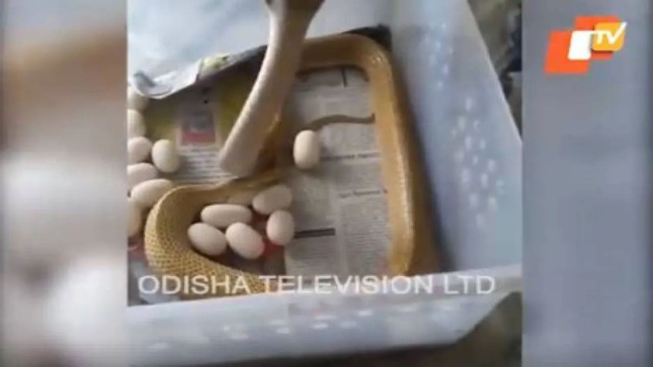 କ୍ୟାମେରାରେ ଉତ୍ତୋଳନ ନାଗ ସାପ ଅଣ୍ଡା ଦେବାର ଚିତ୍ର