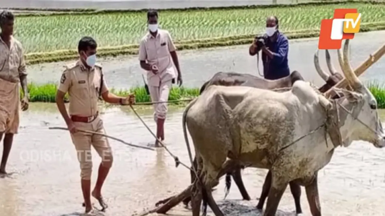 ‘ଏସ୍‌ପିଙ୍କ ହାତରେ ହଳ ଲଙ୍ଗଳ’
