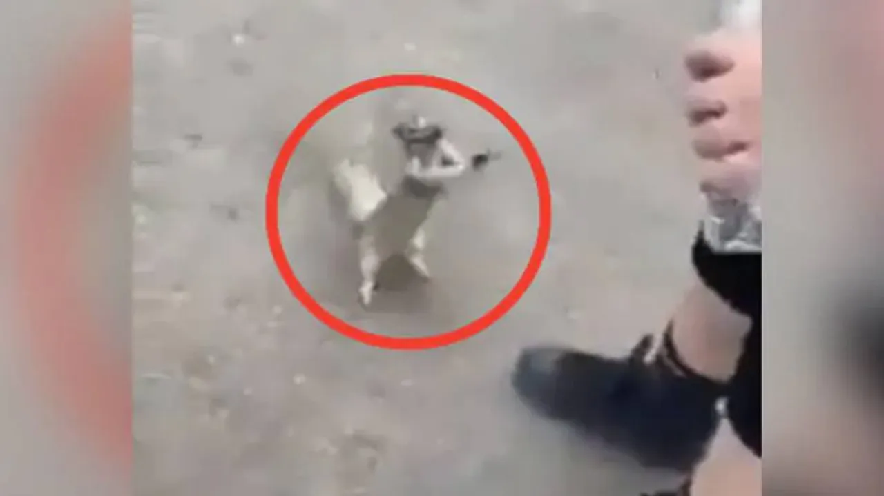 ‘ମତେ ବି ଟୋପେ ଦିଅ...’ ମଣିଷ ପରି କେମିତି ପାଣି ମାଗୁଛି ଗୁଣ୍ଡୁଚିମୂଷା, ଦେଖନ୍ତୁ ଭିଡିଓ