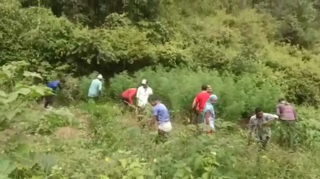 Cannabis Cultivation