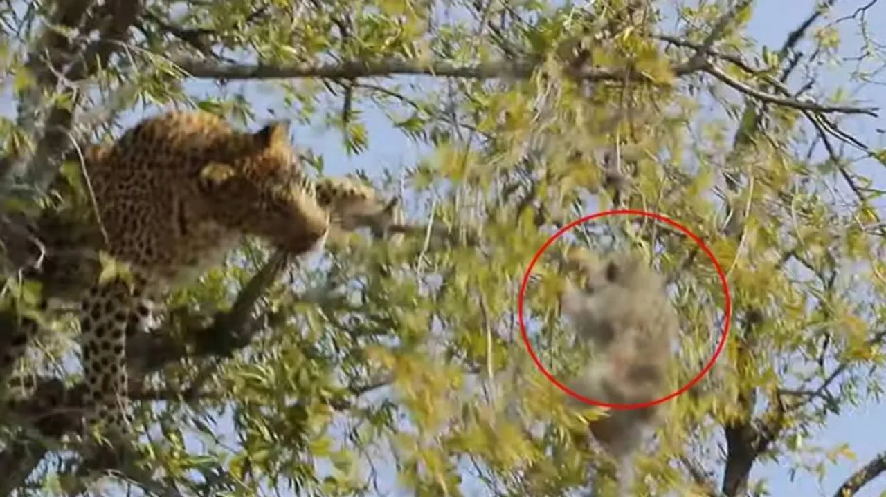 ମାଙ୍କଡକୁ ଶିକାର କରିବା ପାଇଁ ଗଛ ଉପରକୁ ଚଢ଼ିଗଲା ଚିତାବାଘ, ଆଉ ତା’ପରେ...