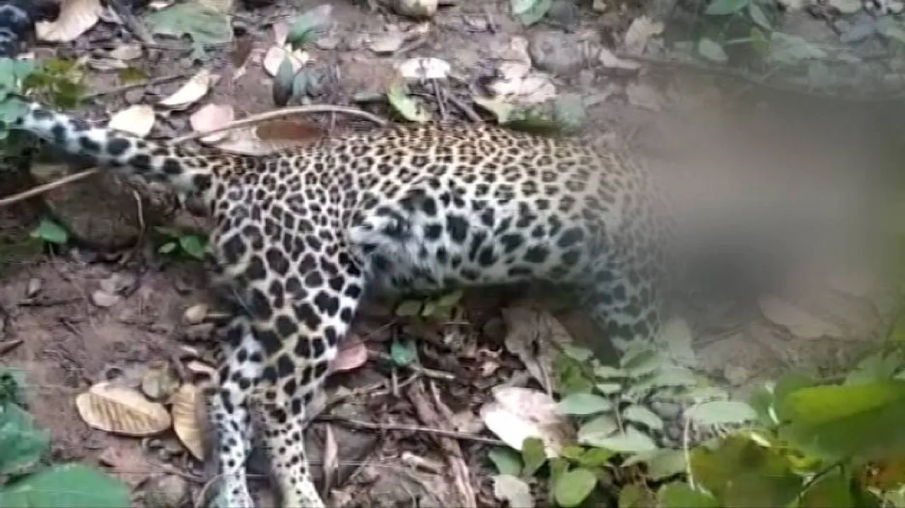 କଲରାପତରିଆ ବାଘର ମୃତଦେହ ଉଦ୍ଧାର