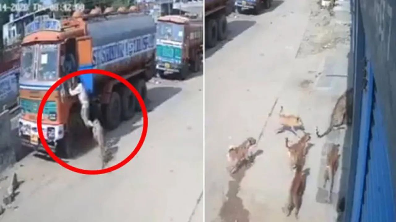 ରାସ୍ତାରେ ବୁଲୁଛି ବାଘ, ଜୀବନ ବଞ୍ଚାଇବାକୁ ଟ୍ରକରେ ଚଢି ଯାଉଛନ୍ତି ଲୋକେ