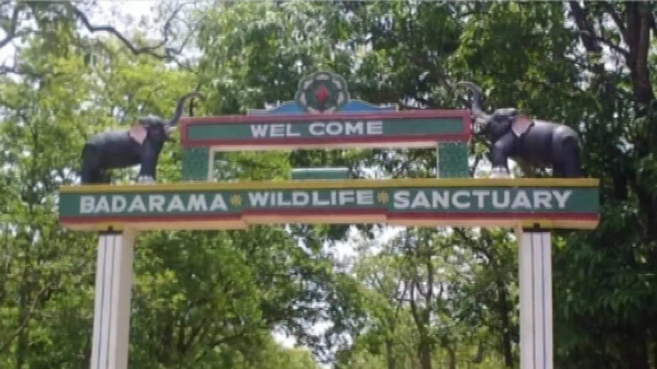 କଲରାପତରିଆ ବାଘର ମୃତଦେହ ଉଦ୍ଧାର