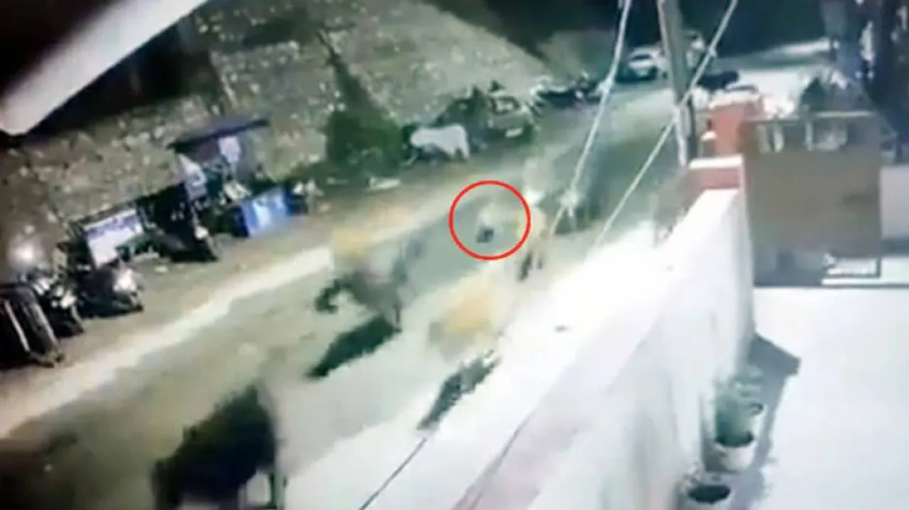 ହଠାତ୍‌ ଗାଈପଲ ଭିତରକୁ ପଶିଆସିଲା ଚିତାବାଘ, ଆଉ ତା’ପରେ...  