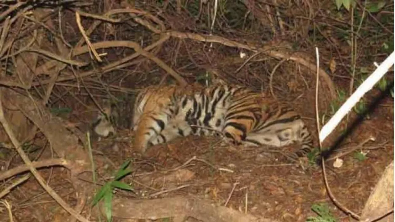 ଝିଙ୍କ ନେଇଥିଲା ମହାବଳ ‘ମହାବୀର’ର ଜୀବନ !