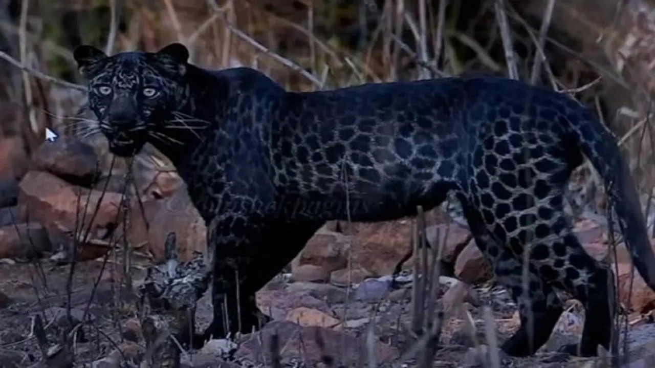 କଳା ବାଘର ଫଟୋ ଉଠାଇବା ପାଇଁ ବ୍ୟକ୍ତି ଜଣକ ଜଙ୍ଗଲରେ କଲେ ଏମିତି କାମ