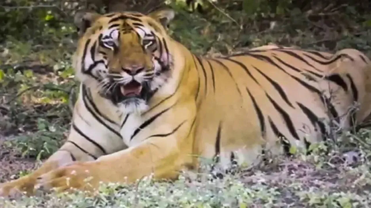 ମଣିଷ ପରେ ବାଘକୁ ହେଲା କରୋନା