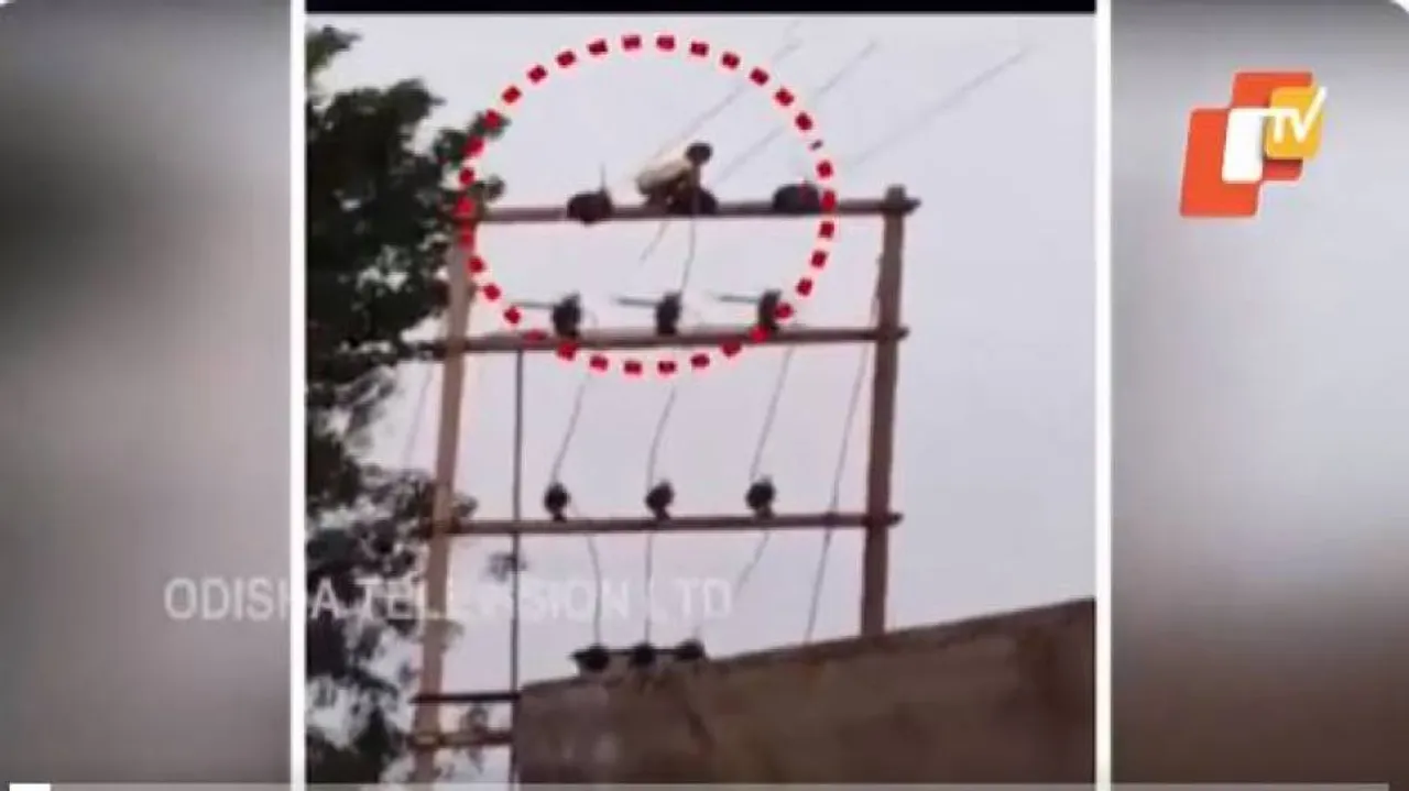 ୩୦ ଫୁଟ୍‌ ଟ୍ରାନ୍ସଫର୍ମର ଉପରକୁ କାହିଁକି ଚଢ଼ିଥିଲା ୮ ବର୍ଷର ଶିଶୁ