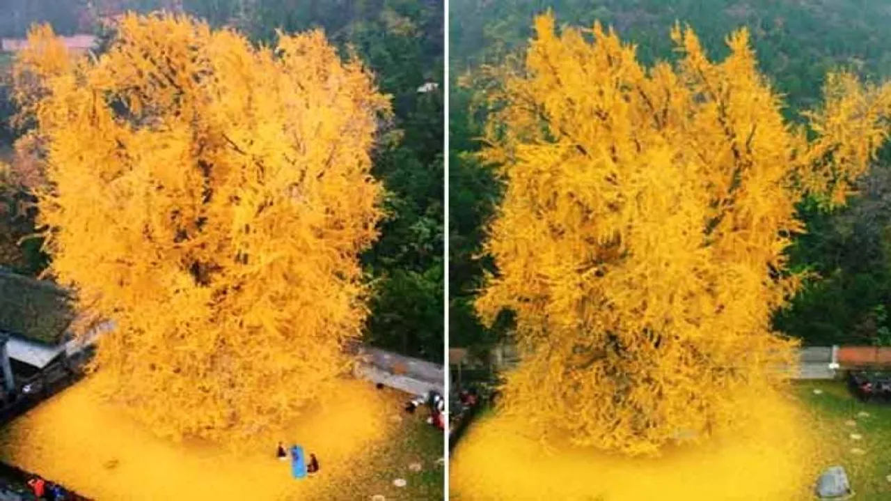 ୧୪୦୦ ବର୍ଷ ପୁରୁଣା ଗଛ, ଝଡୁଛି ସୁନାର ପତ୍ର!
