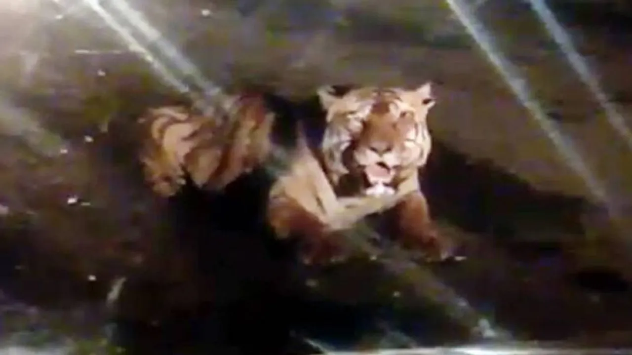 ହଠାତ୍‌ ବାଘଟି ରାସ୍ତା ଉପରେ ଆସି ବସିପଡ଼ିଲା,ଆଉ ତା’ପରେ…