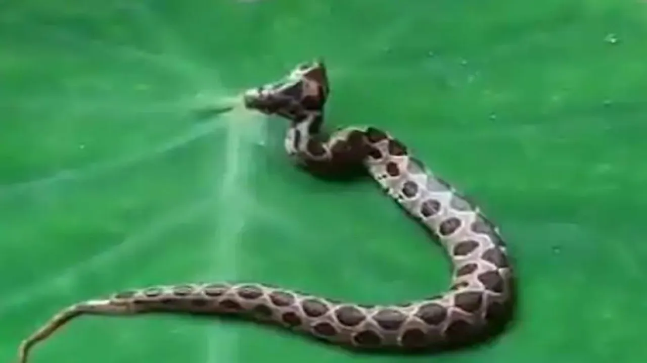 ଉଦ୍ଧାର ହେଲା ବିରଳ ପ୍ରଜାତିର ବିଷାକ୍ତ ସାପ