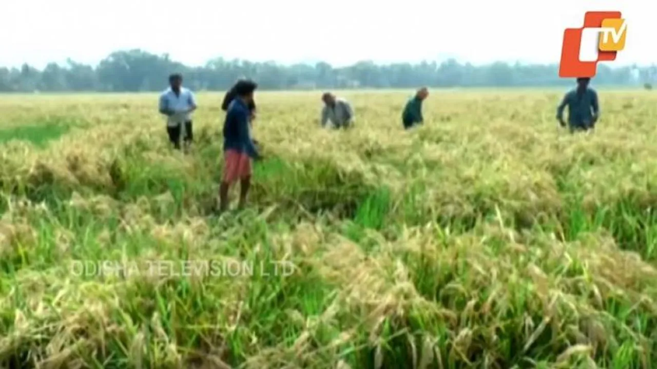‘ଫୋନି’ ପ୍ରଭାବରେ ବ୍ୟାପକ ଧାନ ଫସଲ ନଷ୍ଟ