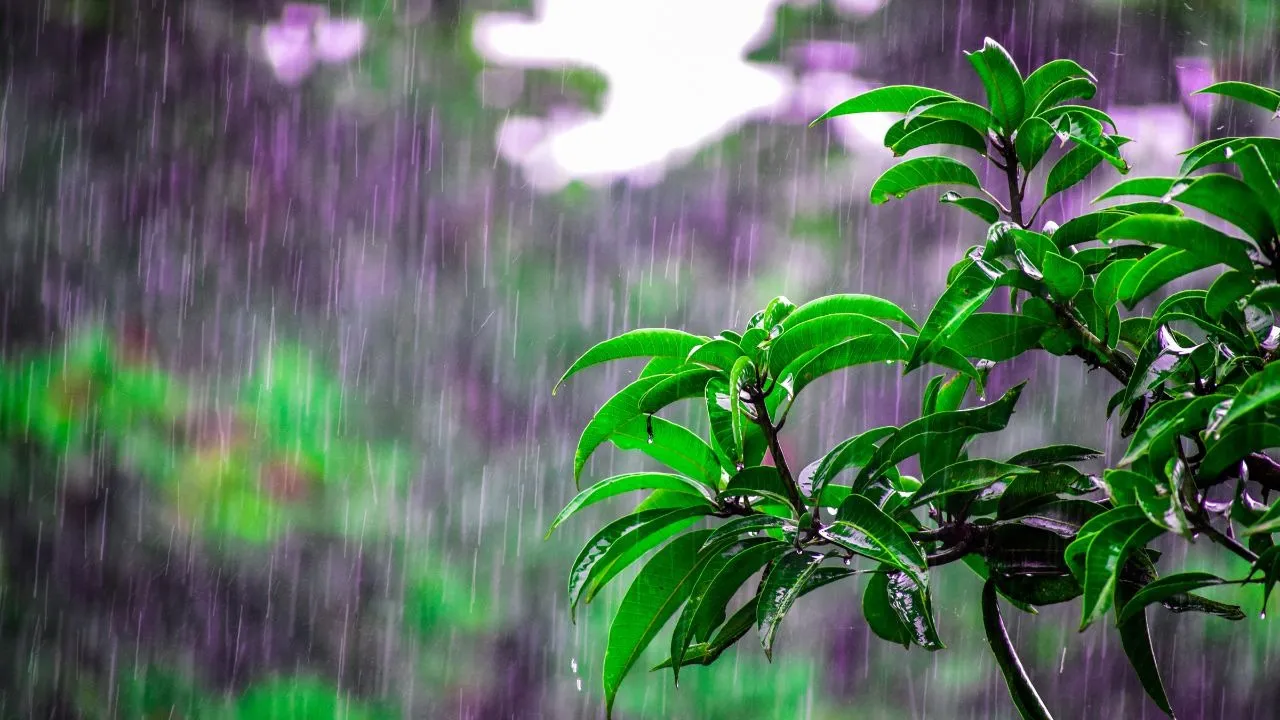Rainfall