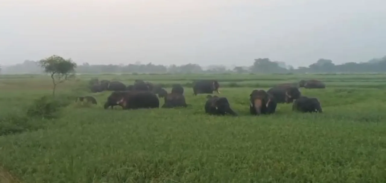 Herd of over 30 elephants enter Karanjia forest
