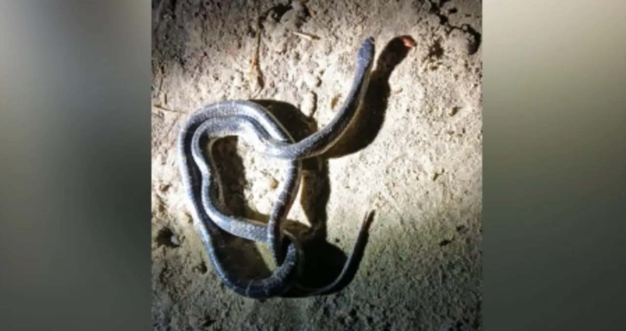 Woman dies, husband critical in snakebite in Puri