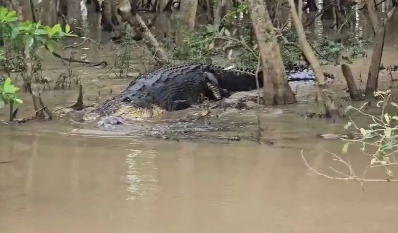 20-feet-long crocodile hunts wild boar in Odisha