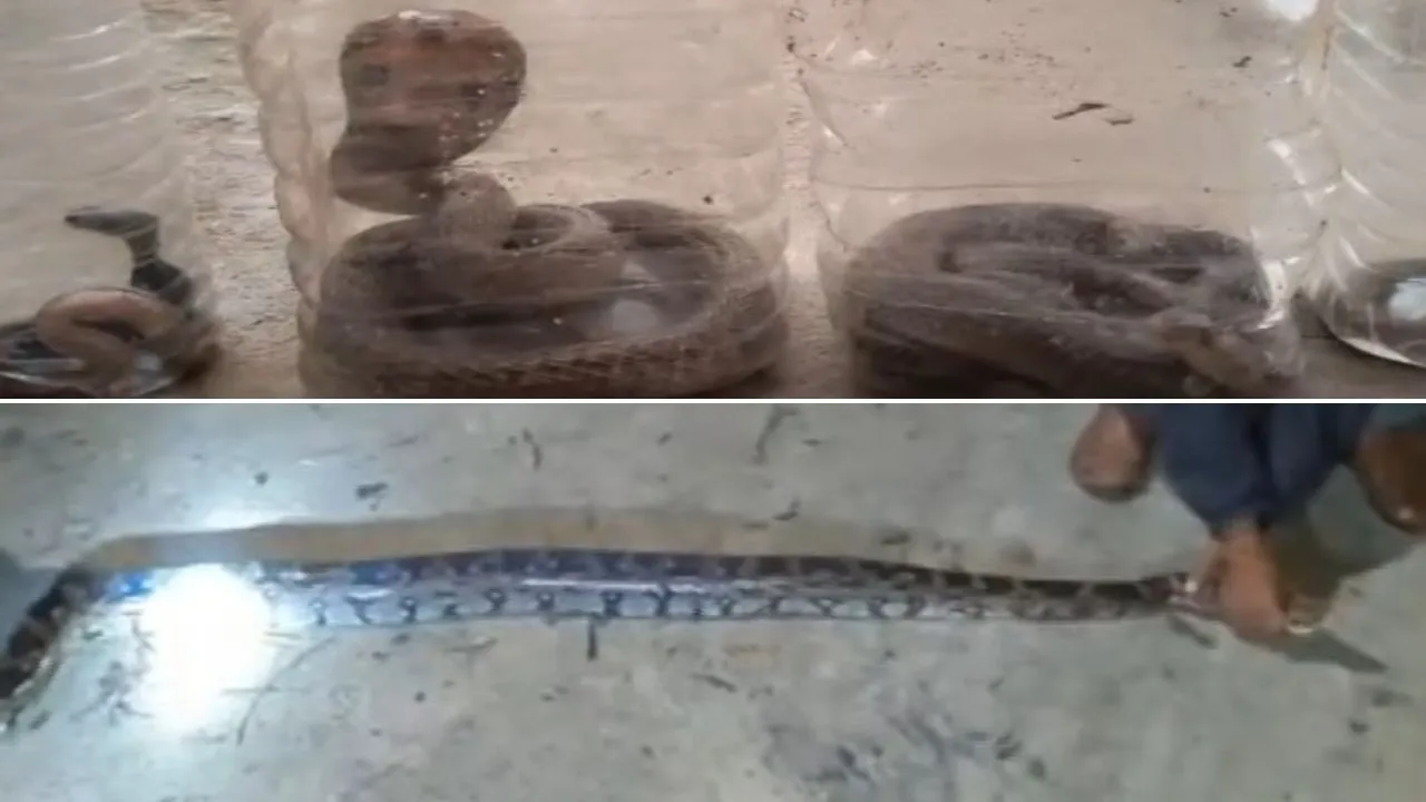 Nine cobras, one python rescued from a poultry farm in Odisha