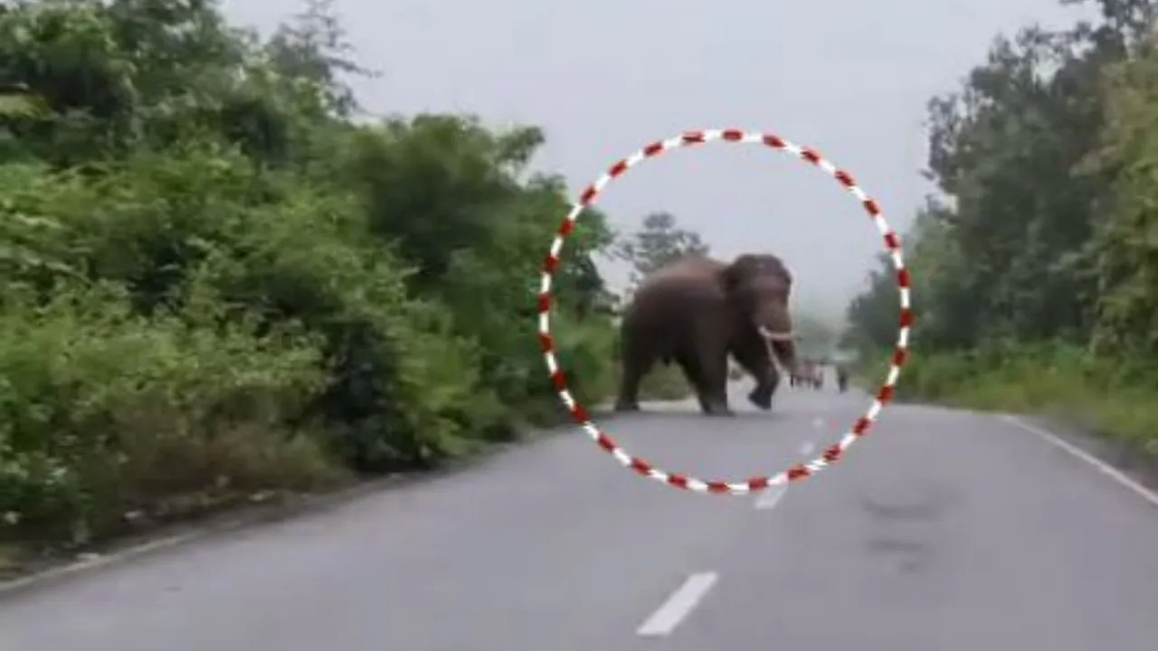 Elephant creates panic in Ganjam