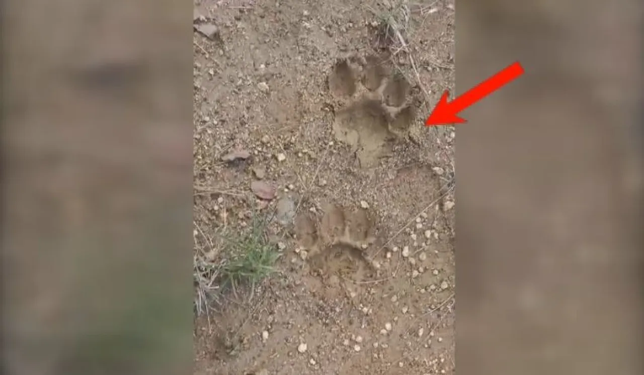 Panic grips as tiger pugmarks found in Deogarh’s Riamal forest range; Forest dept on alert