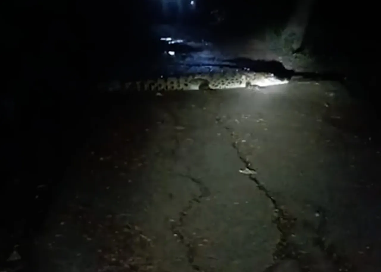 12-foot saltwater crocodile strays into Kendrapara village, sparks panic among locals