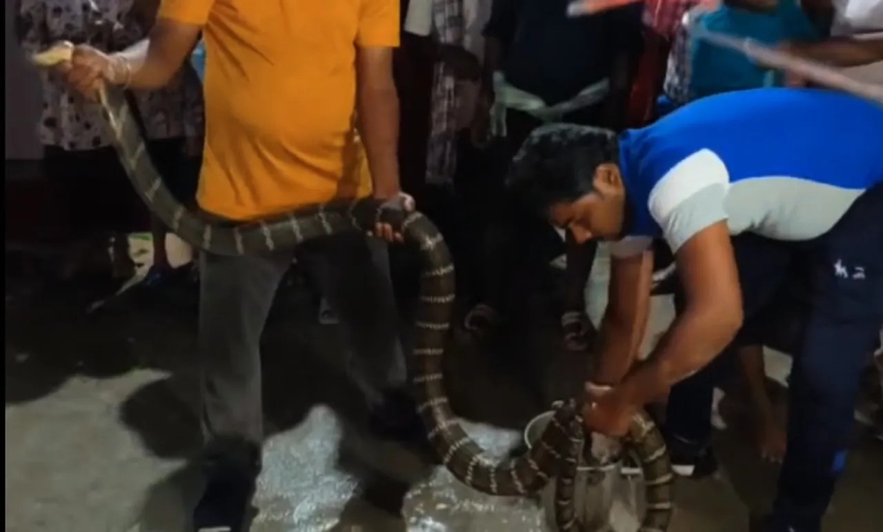 snake rescued
