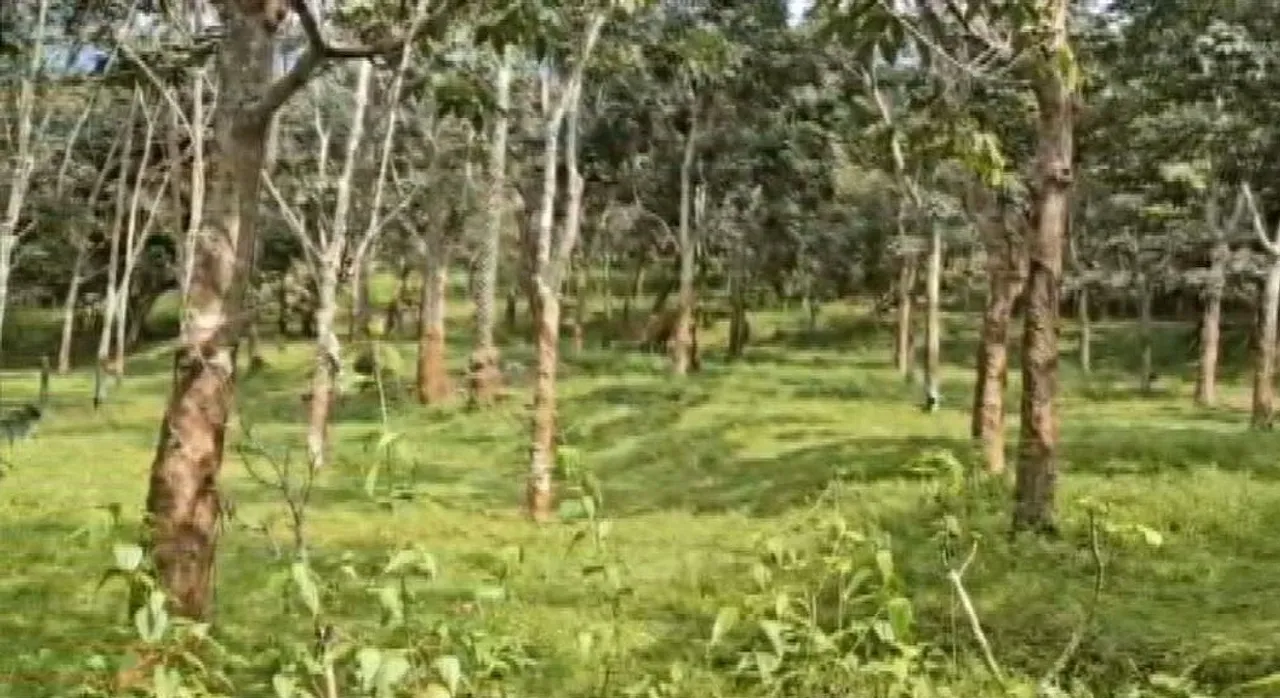 Poverty to prosperity: Rubber cultivation transforms lives of Gajapati’s tribal farmers