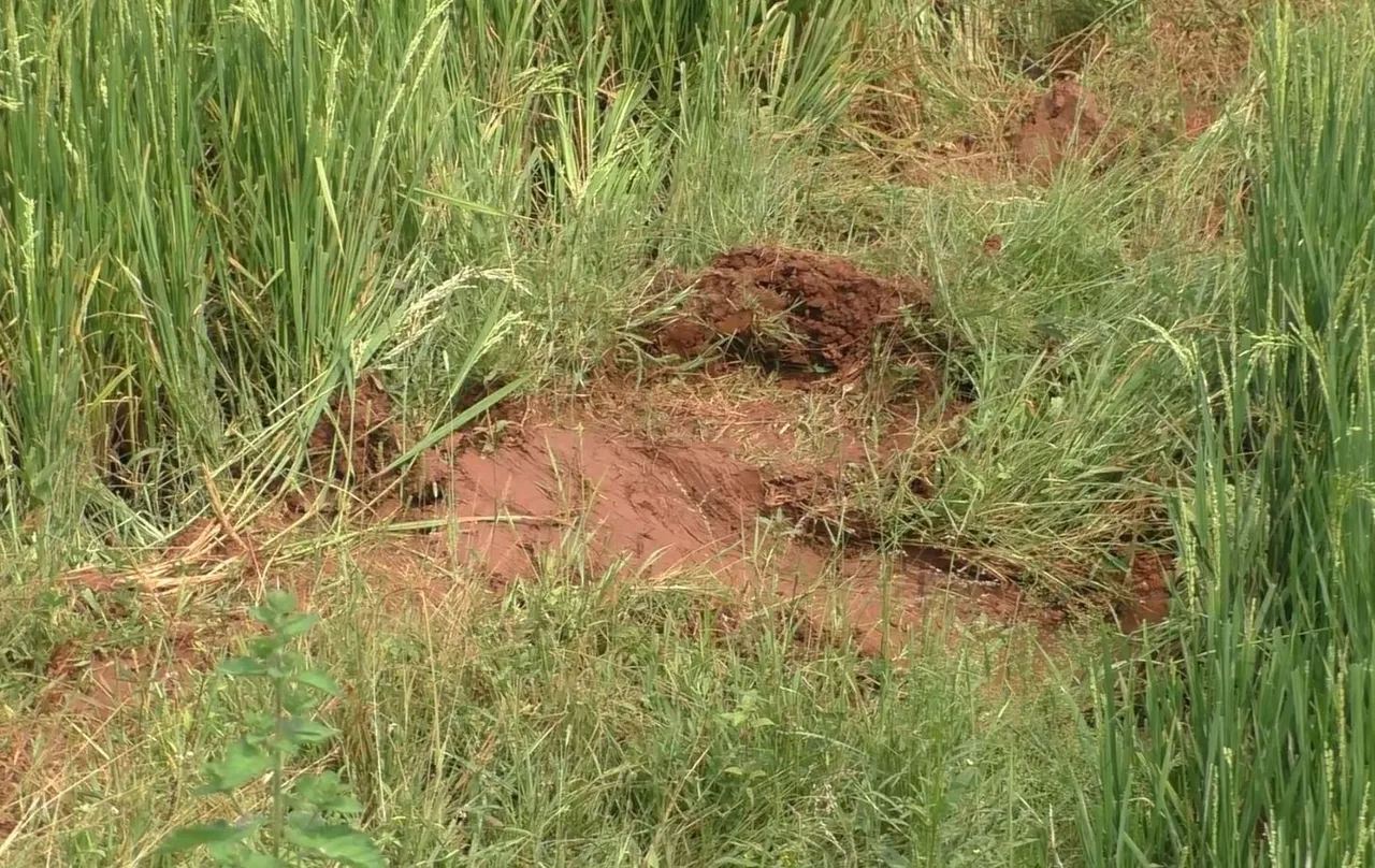 Farmers devastated, cry for help as elephants ravage farm fields in Sundargarh