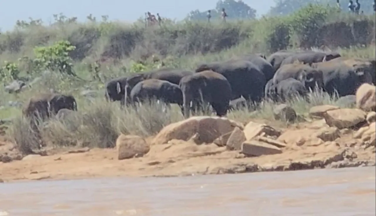 Herd of 30 elephants stuck mid-river in Keonjhar