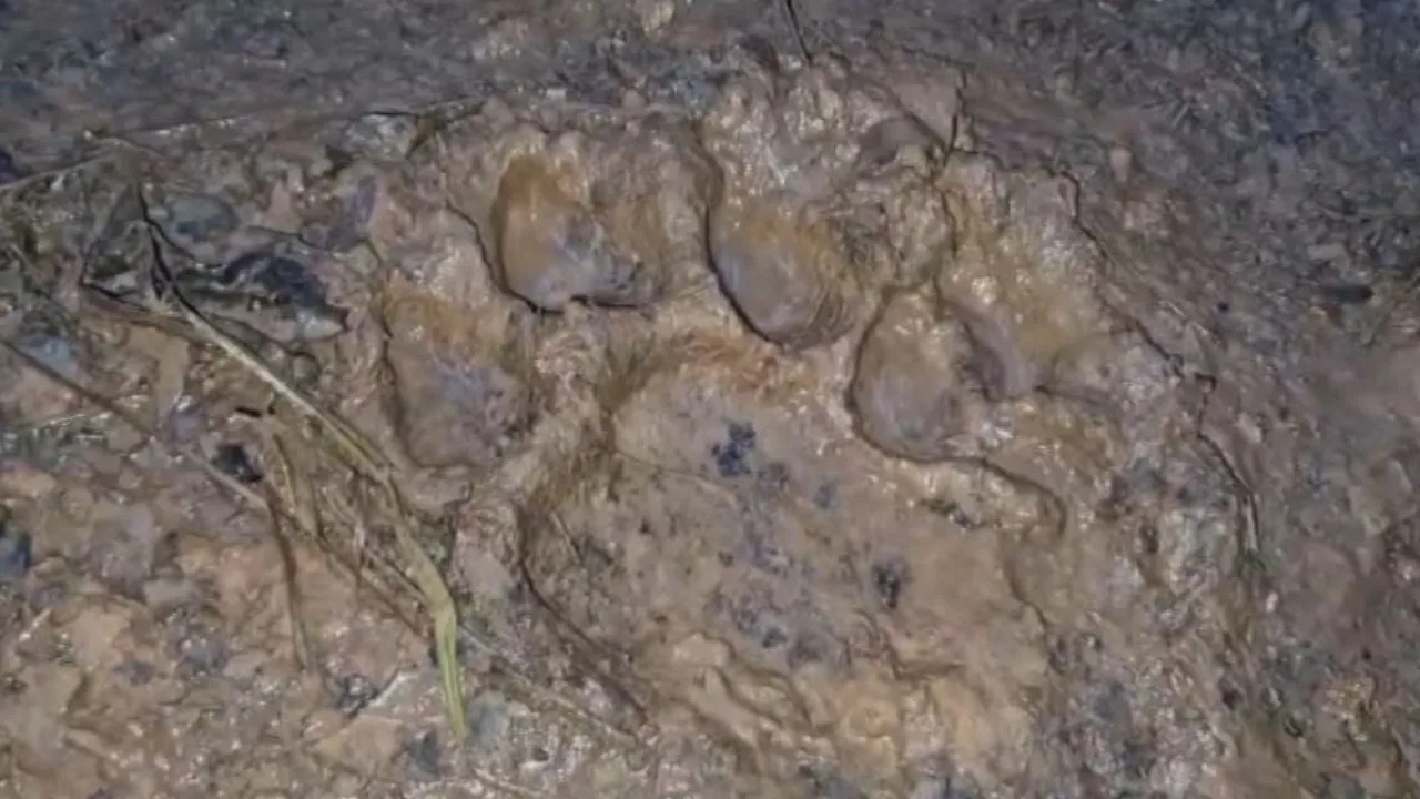 Royal Bengal Tiger sighting triggers panic in Odisha