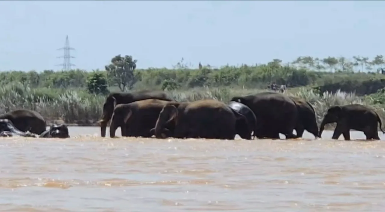 Elephant herd stranded in Keonjhar