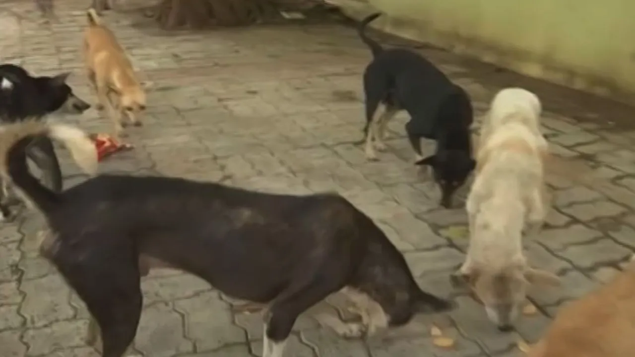 Bhubaneswar records over 47,000 stray dogs