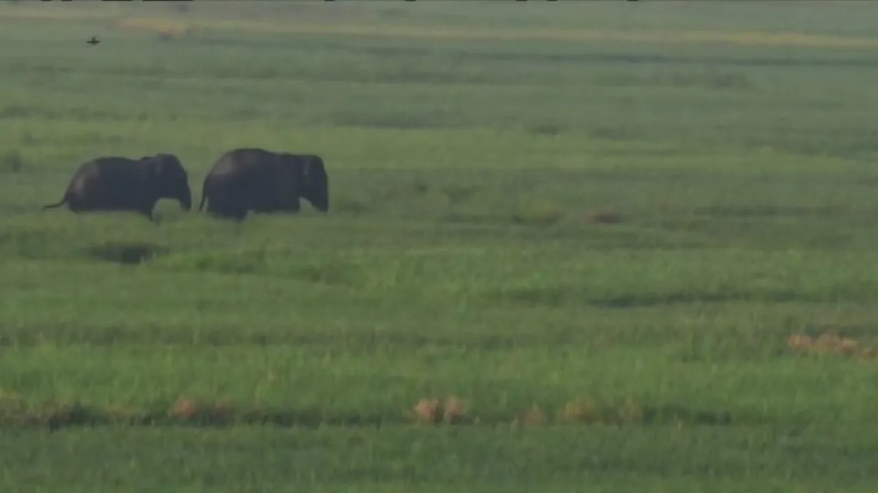 Two elephants stranded in Odisha's Athagarh
