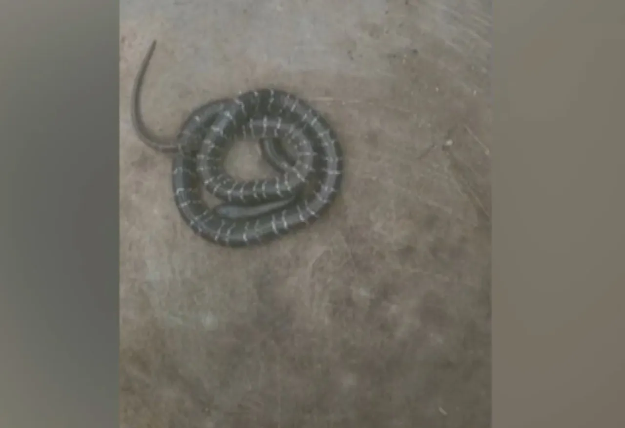 5-year-old Odisha girl dies after being bitten by snake while asleep
