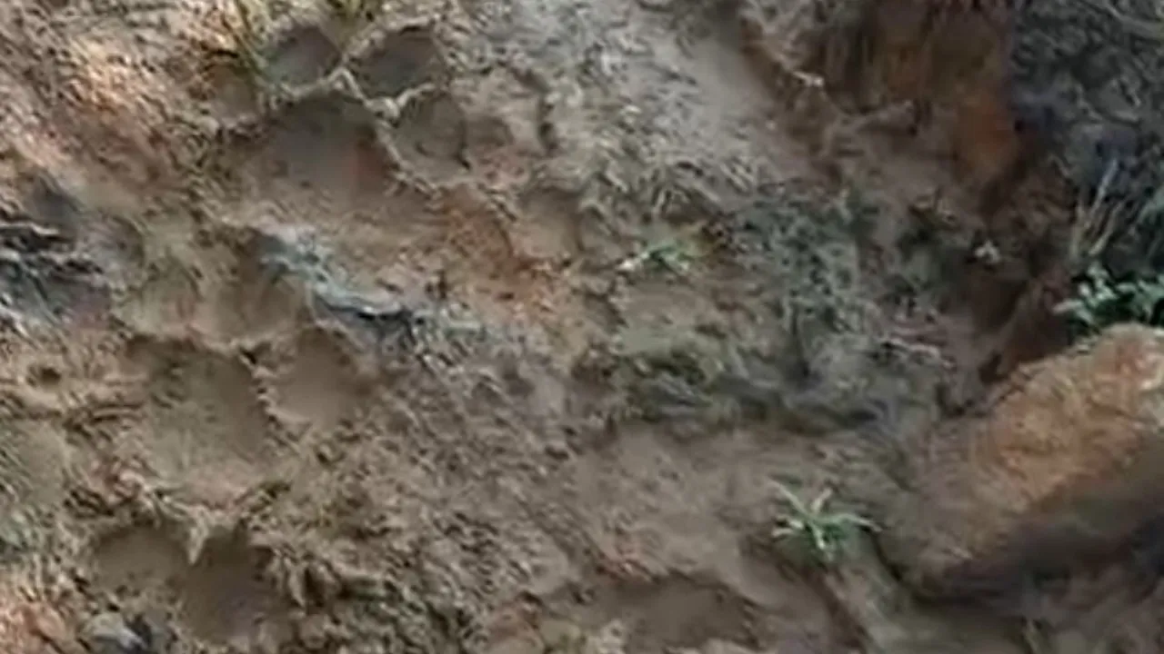 Tiger pugmarks found near Dhenkanal village