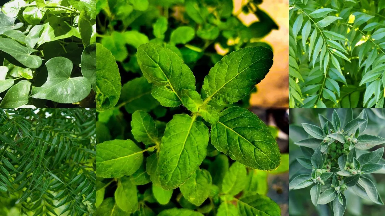 5 ayurvedic leaves that help lower uric acid naturally