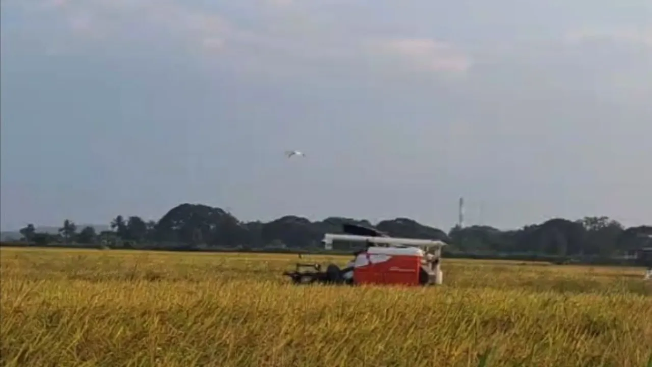 Farmers rush to harvest unripe paddy in Odisha