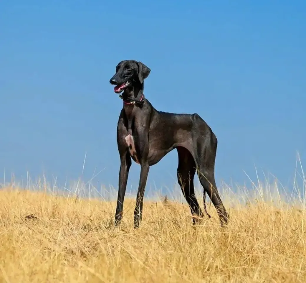 Indie