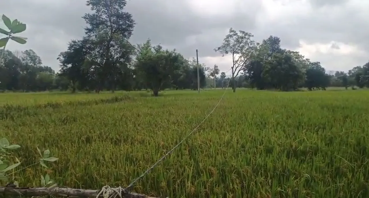 Farmer electrocuted while spraying pesticides at his farmland in Bargarh