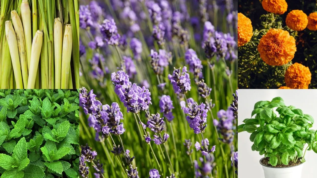 5 indoor plants that naturally repel mosquitoes