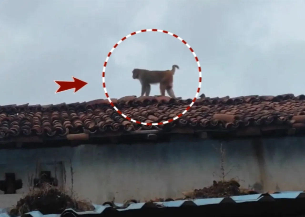 Monkeys rule the roads in Sundargarh, locals seek urgent forest dept action