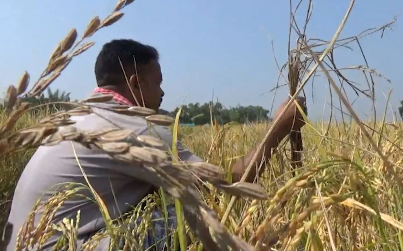 ‘No relief yet’: Farmers in Odisha’s Udala await PMFBY support after heavy crop loss